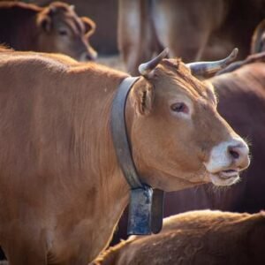 Cow (Full) For Qurbani – 200+KG