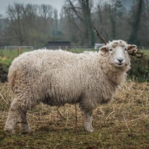 Sheep For Aqiqah (25-30KG)