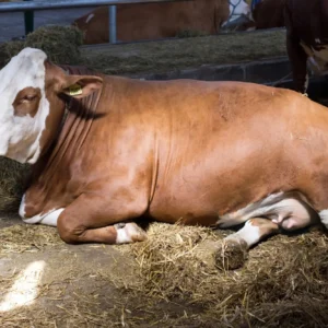 Cow full size GROSS weight 150-200 KG £7.00 per KG Deposit: £500