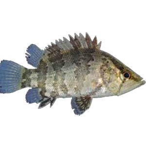 Meni fish