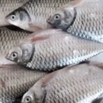 Frozen Large Fish Block