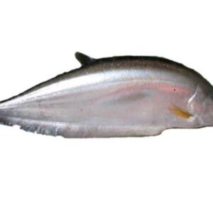 Chitol Fish (m)